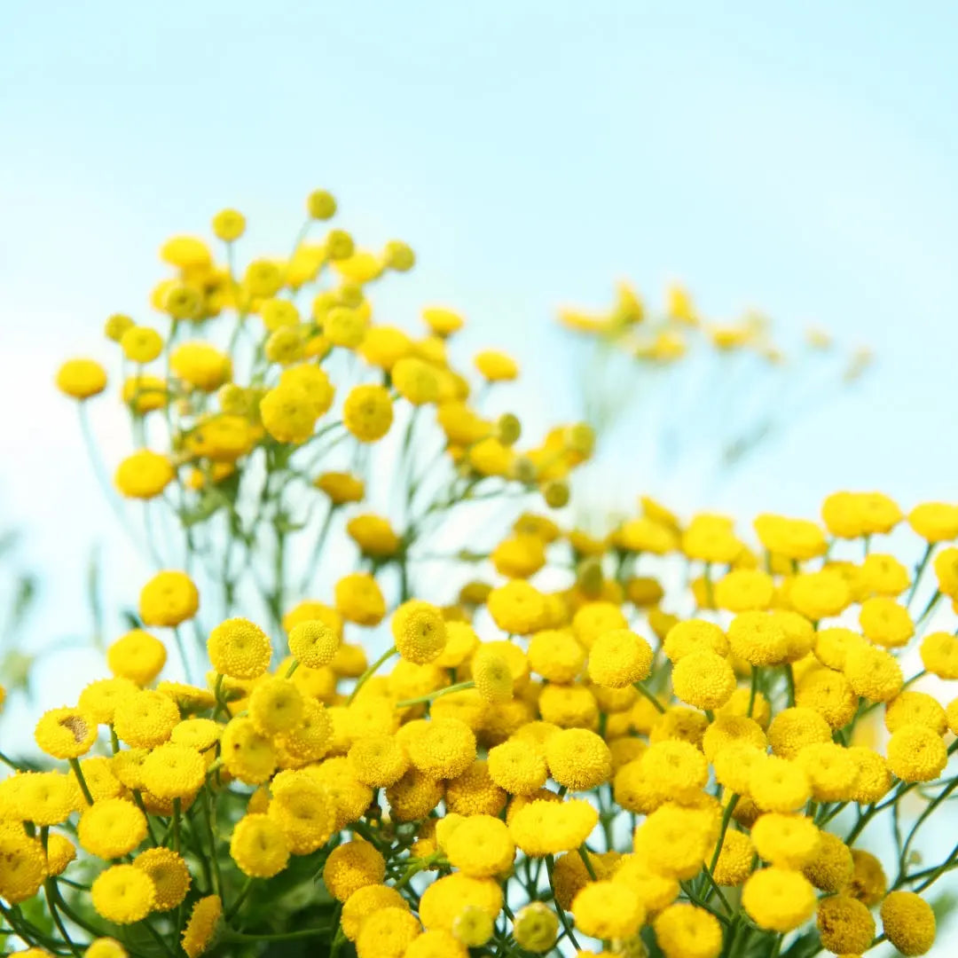 The Benefits of Blue Tansy